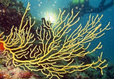 У Таїланді заборонили використовувати деякі сонцезахисні креми, щоб захистити коралові рифи