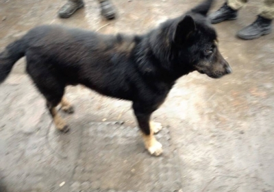 У Маріуполі чоловік врятував пса від кулі, закривши тварину собою