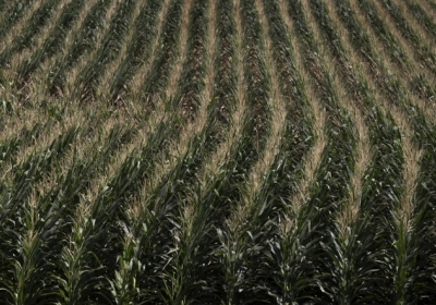 В США збільшили прогноз експорту української кукурудзи