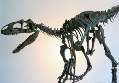 В Британии продают скелет динозавра