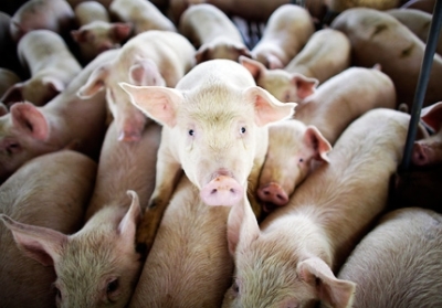 У Росії хочуть заборонити селянам тримати свиней