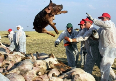 Через спалах африканської чуми свиней, до Севастополя заборонили ввозити м'ясо