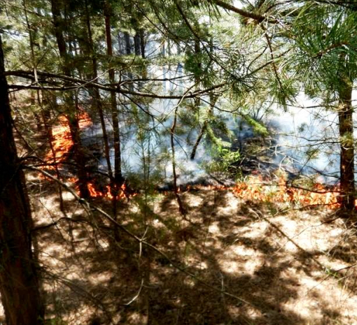 Пожар в Херсонской области охватил около 580 га леса