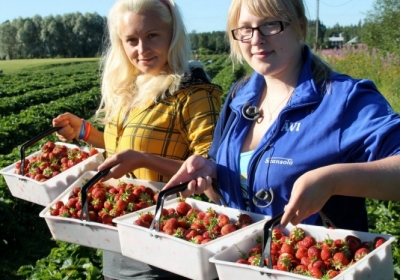 В Польше из-за нехватки работников из Украины под угрозой сбор урожая клубники