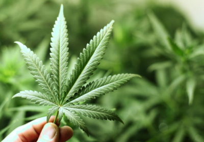 У Новій Зеландії легалізували медичну марихуану
