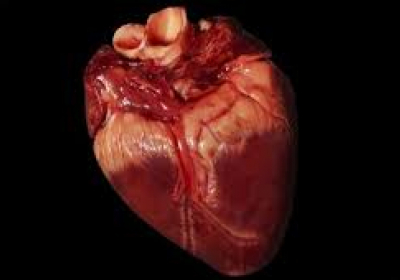 Израильские ученые впервые напечатали на 3D-принтере человеческое сердце