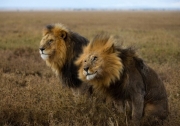 У ПАР леви з’їли мисливців на носорогів