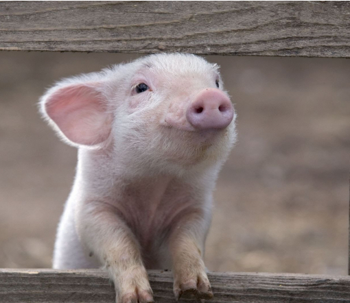 В Ізмаїлі через африканську чуму мають знищити всіх свиней