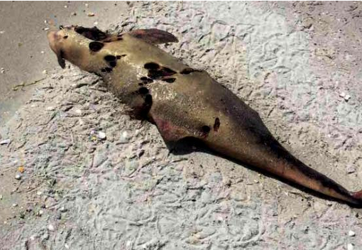 На узбережжі в Одеській області виявили мертвих дельфінів, – ФОТО