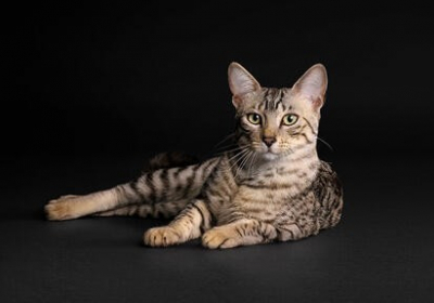 Як обрати ідеальне харчування для кота: поради ветеринарів і експертів