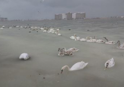 У Криму на озері зграя лебедів застрягла в кризі