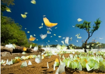 Метелики в національному парку Журуена. Фото: Zig Koch