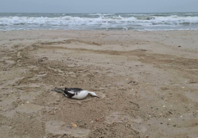 Розлив рослинної олії в Чорному морі призвів до масової загибелі птахів