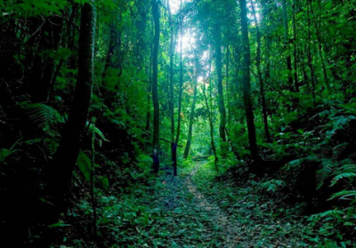 До списку Всесвітньої спадщини ЮНЕСКО можуть включити букові ліси Карпат