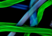 Килим  Килимові волокна в 20-кратному збільшенні  Хто сфотографував: Доктор Ширлі Оуенс (Мічиганський університет, Центр сучасної мікроскопії, США) Спосіб фотографії: Флуоресценція і поляризоване світло