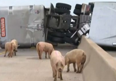 В США около 200 свиней бегали по шоссе после ДТП, - ВИДЕО