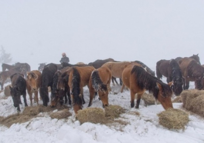 У горах Болгарії померли 70 коней через недбальство власника