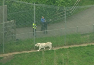 В Британії співробітниця зоопарку була убита тигром 