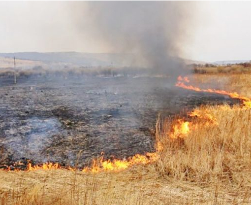 На Харківщині палають десять гектарів Вовчанського лісгоспу