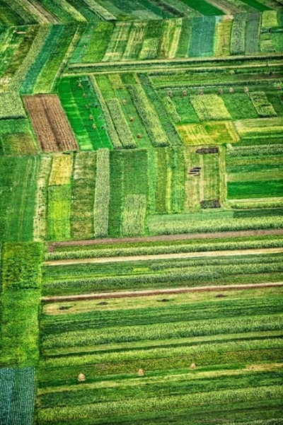 Карпатські поля. Фото: Юрій Литвиненко