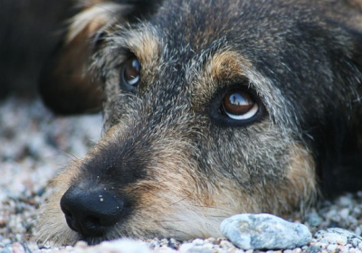 На Дніпропетровщині чоловіка засудили за знущання з собаки
