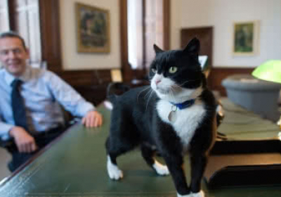 У МЗС Британії попросили не годувати службового кота, бо той припинив ловити мишей