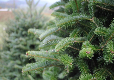 В Украине стартовали продажи новогодних елок