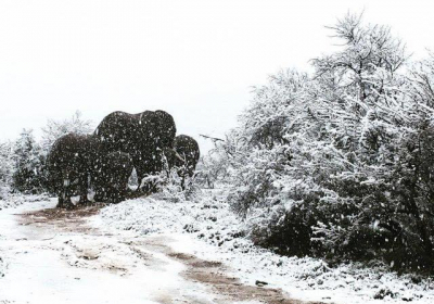 В природному заповіднику Африки випав сніг, - ФОТО ВІДЕО