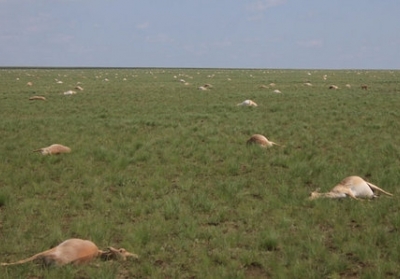 Ученые не могут объяснить массовую смерть антилоп в Казахстане