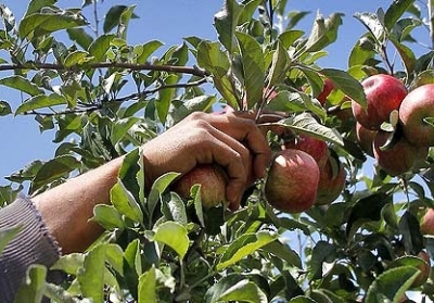 Ферма в Германии бесплатно раздала 30 тонн яблок