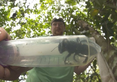 В Индонезии впервые за 38 лет увидели гигантскую пчелу Уоллеса