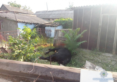 Бешеный бык напал на людей в Николаевской области