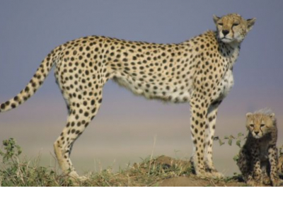 Гепарди на межі вимирання: у світі залишилось близько 7,1 тис. тварин, - науковці