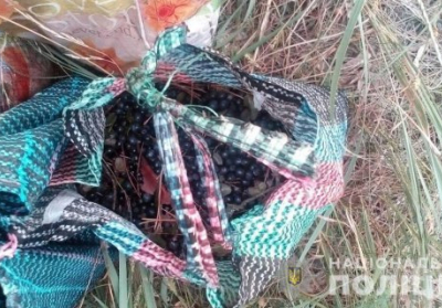 У Чорнобильській зоні затримали жінку, яка збирала чорницю на продаж