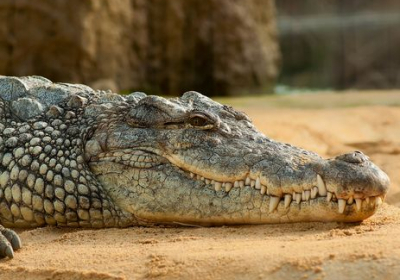 В Ефіопії крокодил вбив пастора під час хрещення
