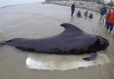 Чорний дельфін, який проковтнув 80 пластикових пакетів помер у Таїланді