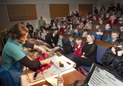 В Дании школьников привели в музей наблюдать за вскрытием волка 