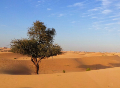 Як не дивно, але в Сахарі — найбільшій пустелі світу — ростуть сотні мільйонів дерев