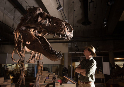 Скелет тиранозавра Стена продали за рекордні $31,8 млн.