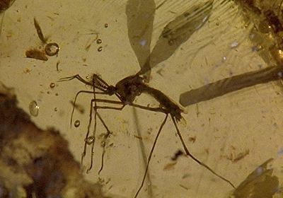 Палеонтологи знайшли прототип комара з 