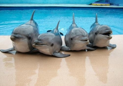 У Росії затримали браконьєрів, що торгували дельфінами, занесеними до Червоної книги