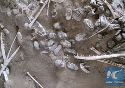 В Китае и обнаружили 200 яиц птерозавров - самая масштабная находка за всю историю палеонтологии