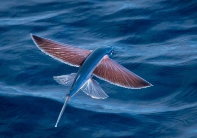Летючі рибки Exocoetidae 