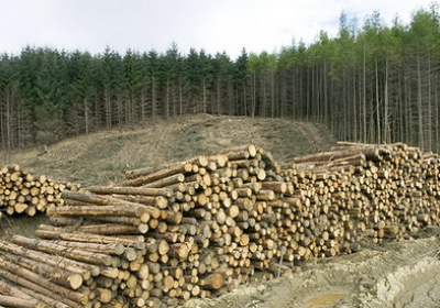В Минэкономики предлагают отменить мораторий на экспорт леса