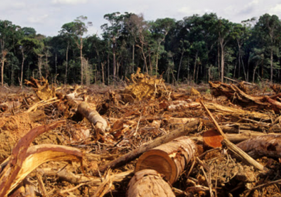 В Амазонии вырубили рекордное количество леса за месяц