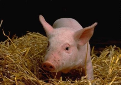 В Україну заборонили ввозити свинину з Білорусі