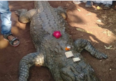 В индийской деревне устроили церемонию захоронения 130-летнего крокодила
