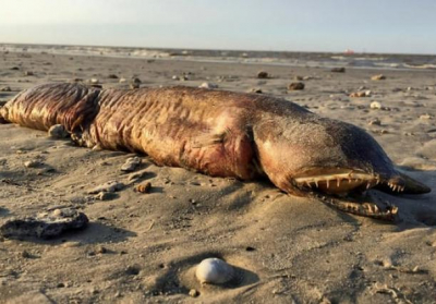 Вчені ідентифікували загадкову істоту, яку викинуло на пляж в Техасі