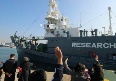 В Японії повідомили про вбивство 177 китів 
