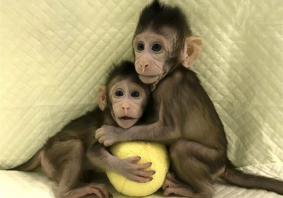 В Китае ученые впервые клонировали приматов